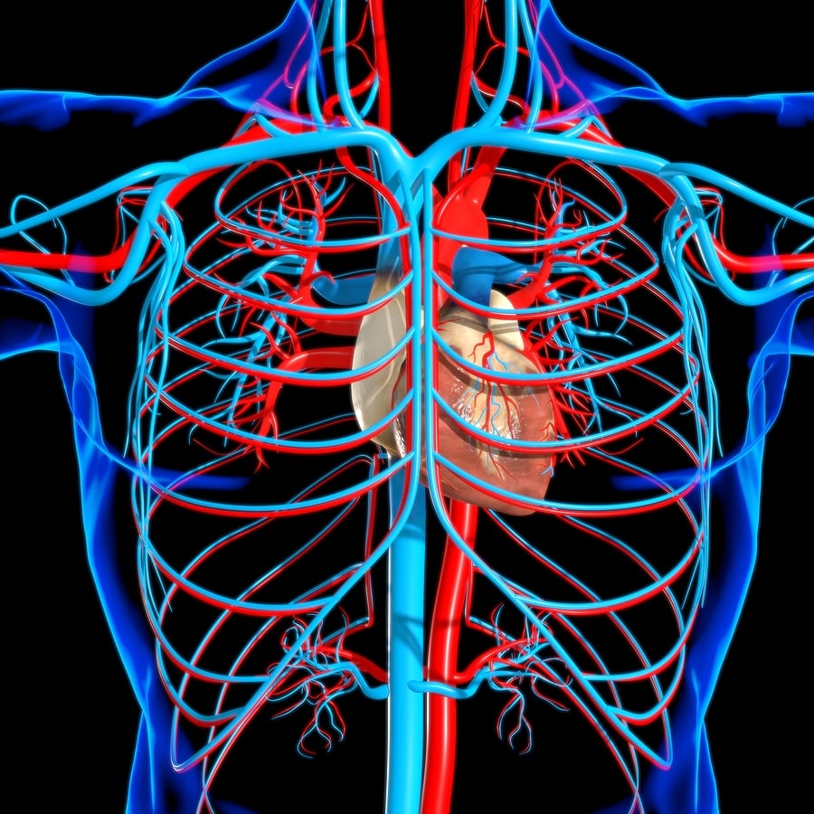 Circulatory system tampa cardio